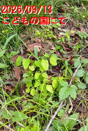 Akebi017