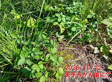 Akebi019