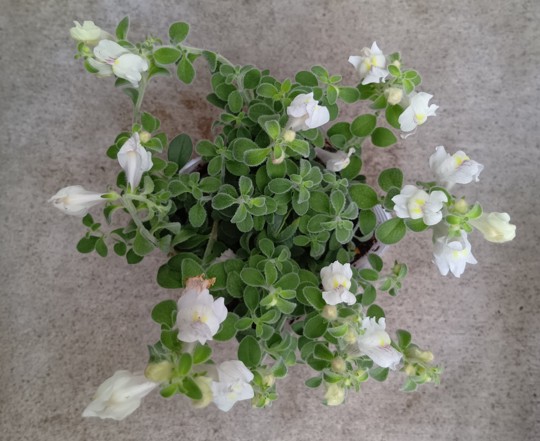 Antirrhinum_001