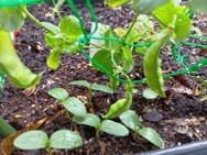 Cucumber002