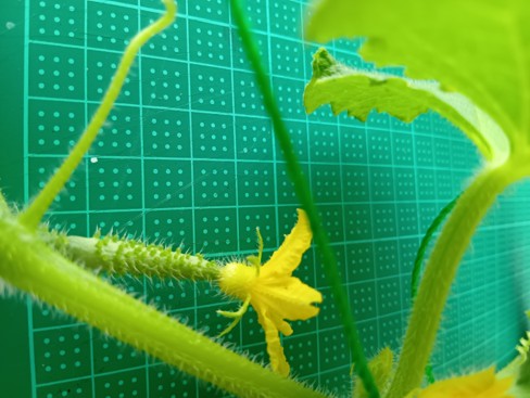 Cucumber004