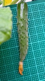 Cucumber005