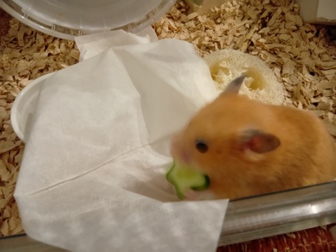 Cucumber008
