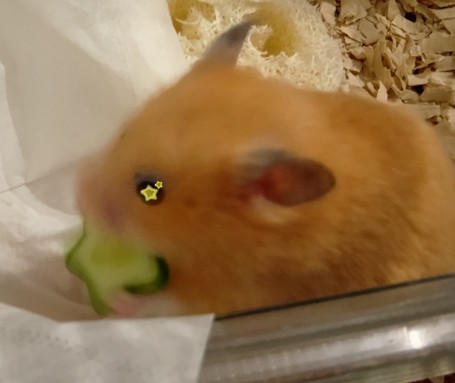 Cucumber009