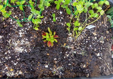 Dionaea_muscipula_001