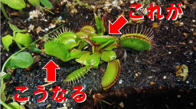 Dionaea_muscipula_002