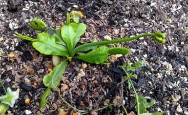 Dionaea_muscipula_003