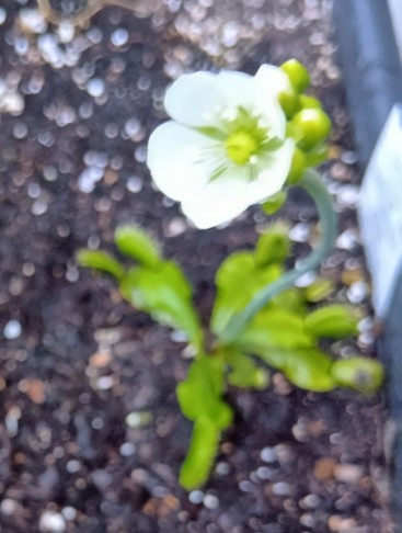 Dionaea_muscipula_004
