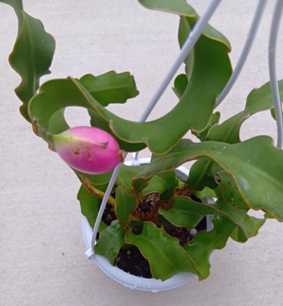 DragonFruit_001