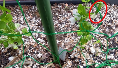 GreenBeans002