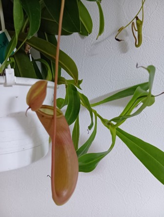Nepenthes_Lady_Luck_001