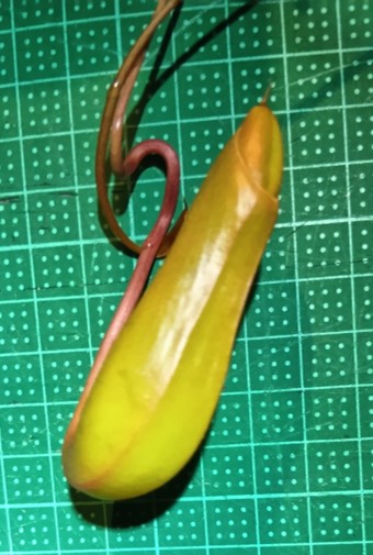 Nepenthes_Lady_Luck_002