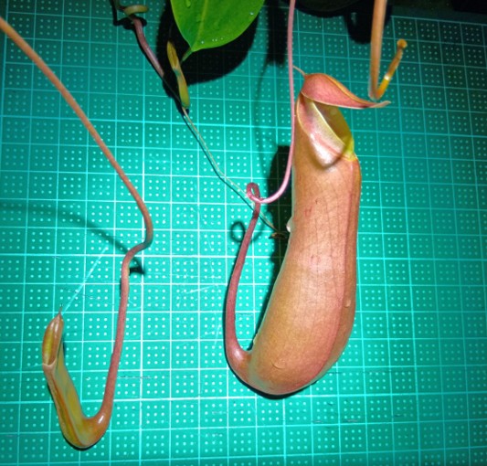 Nepenthes_Lady_Luck_003