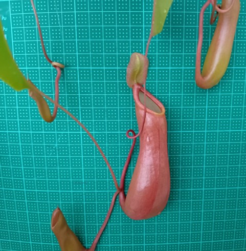 Nepenthes_Lady_Luck_004