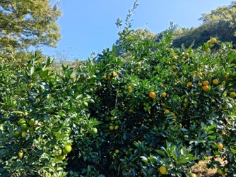 Orange001