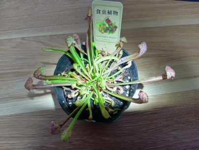 Sarracenia_001