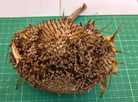 Sunflower007