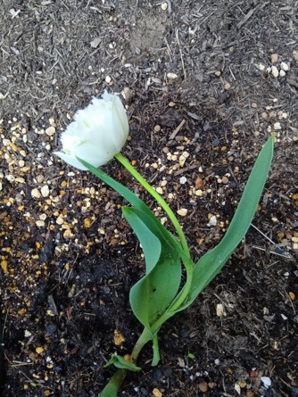 Tulip004