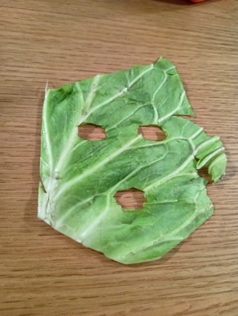 Cabbage