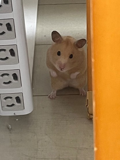 Kinkuma_027