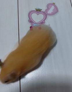 Pochitan2